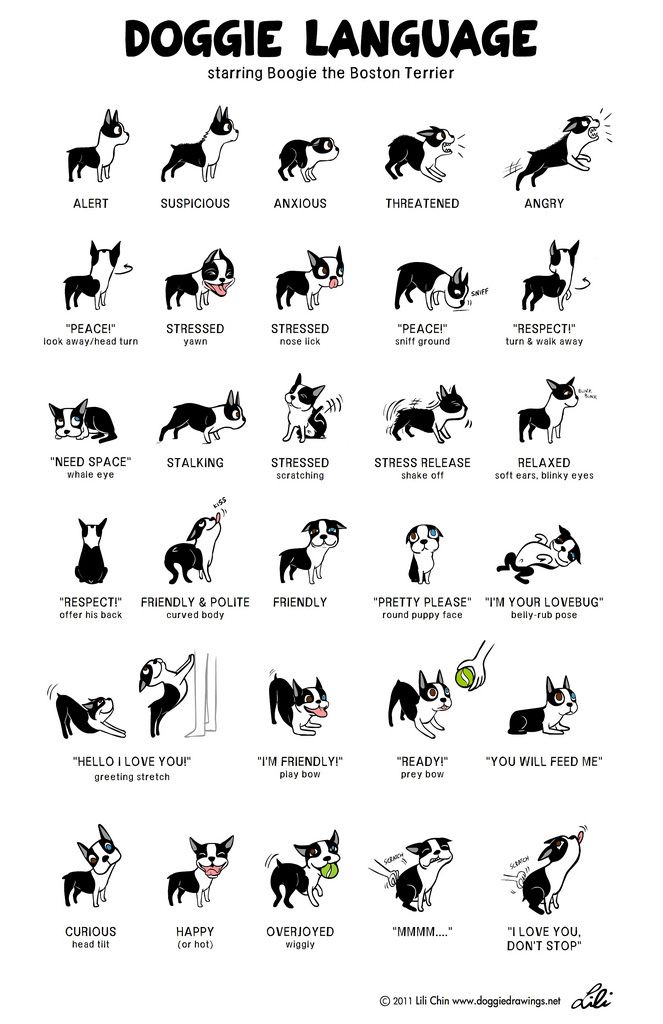 Dog Reactivity Chart
